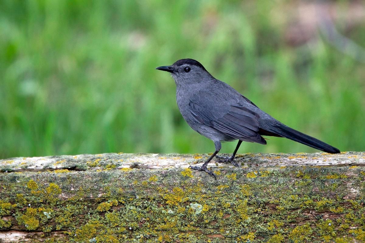 How to Identify and Attract a Gray Catbird