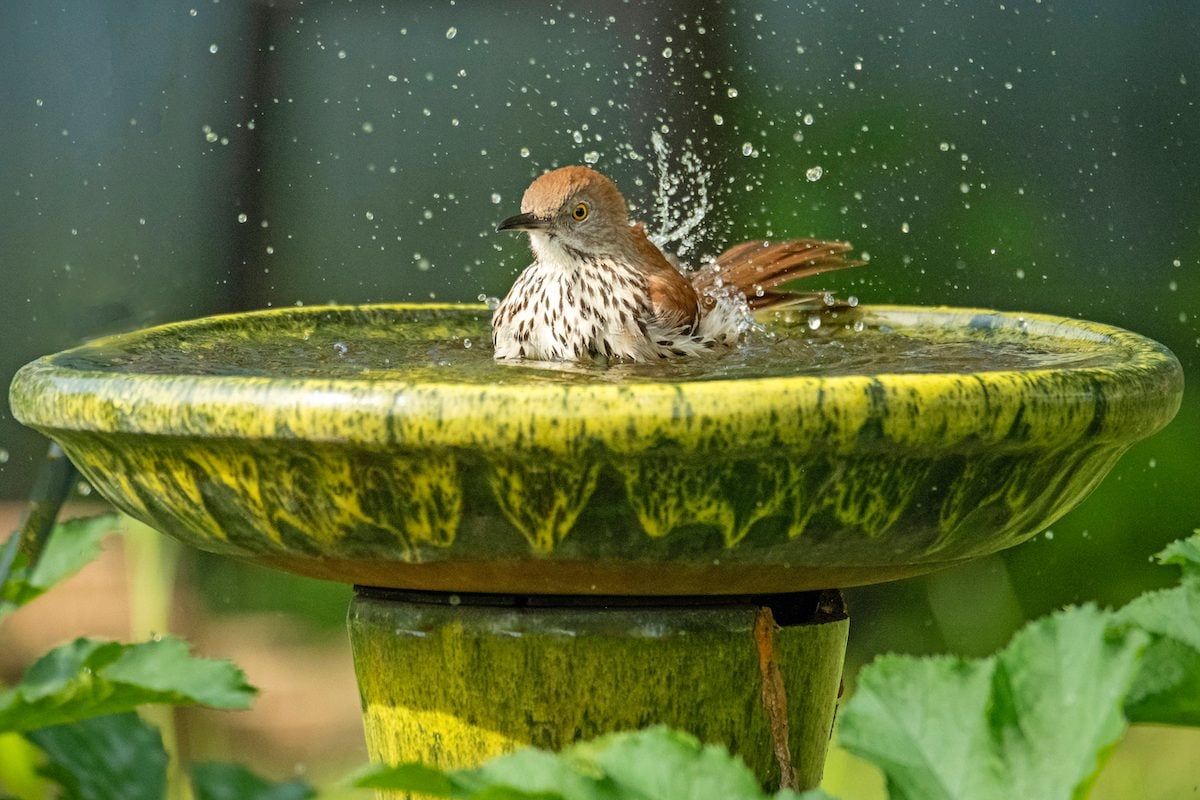 How to Attract Birds to a Bird Bath