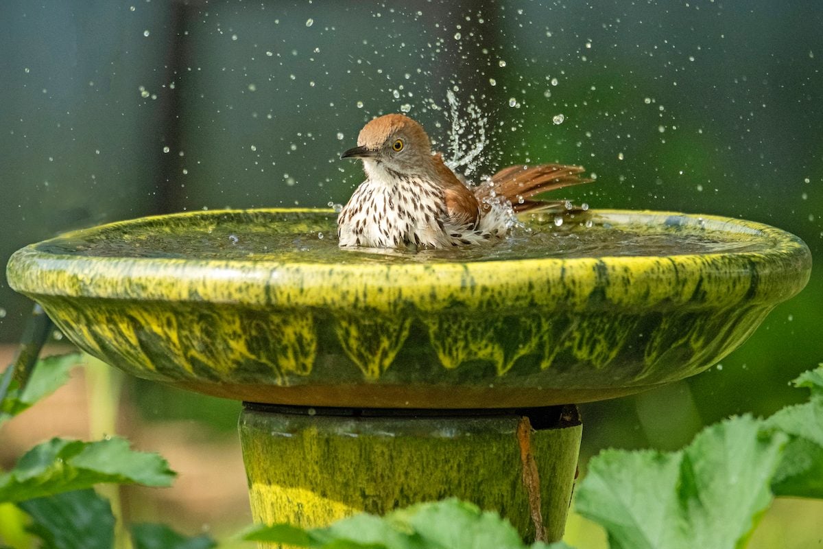 How to Attract Birds to a Bird Bath - Birds and Blooms