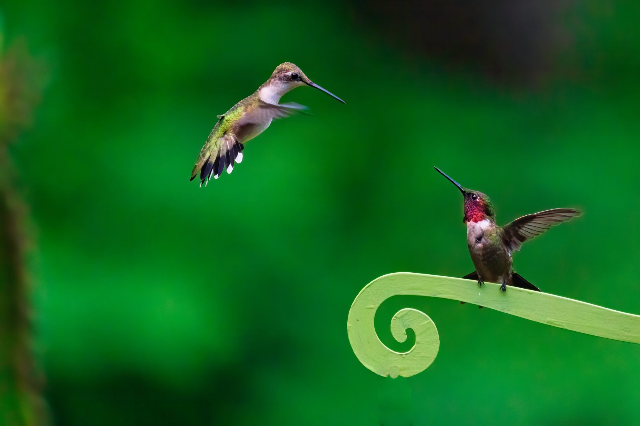 Faithful or a Fling: Do Hummingbirds Mate for Life?