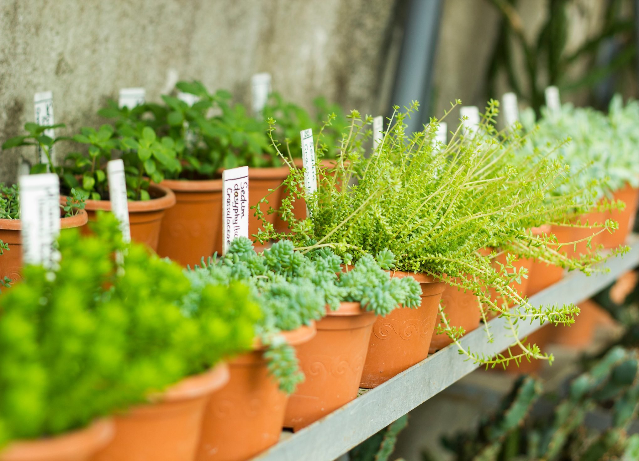 5 Tips for Picking a Healthy Plant at the Nursery