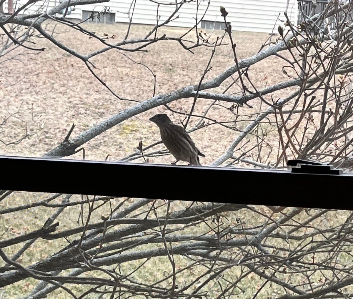 A bird keeps flying into my window or car mirror, on purpose. What should I  do?