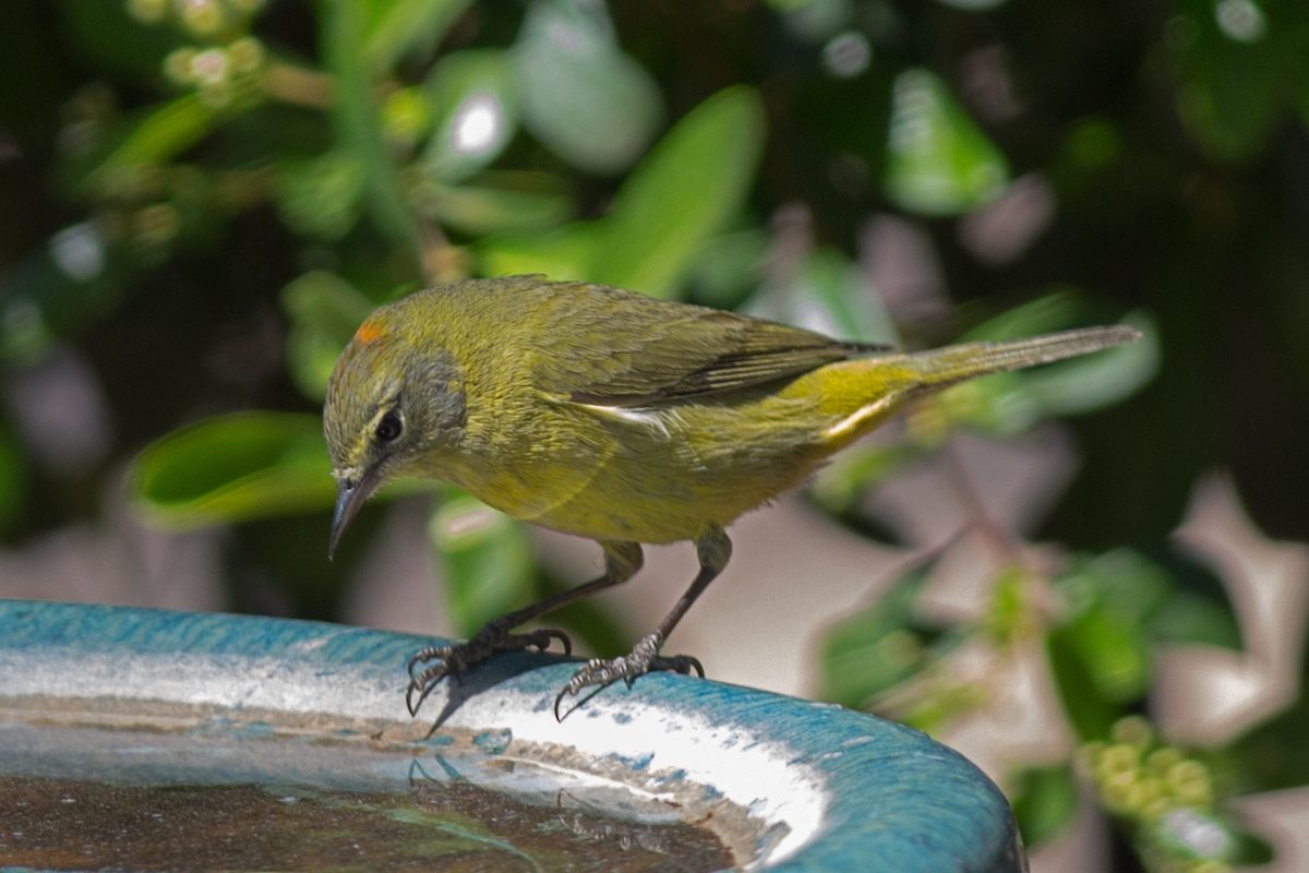 What Do Warblers Eat and How to Attract Them Birds and Blooms