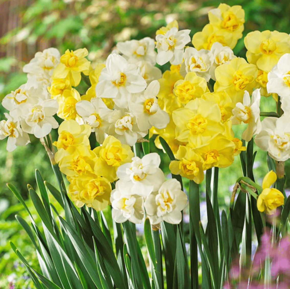 10 of the Best Daffodil Bulbs to Plant