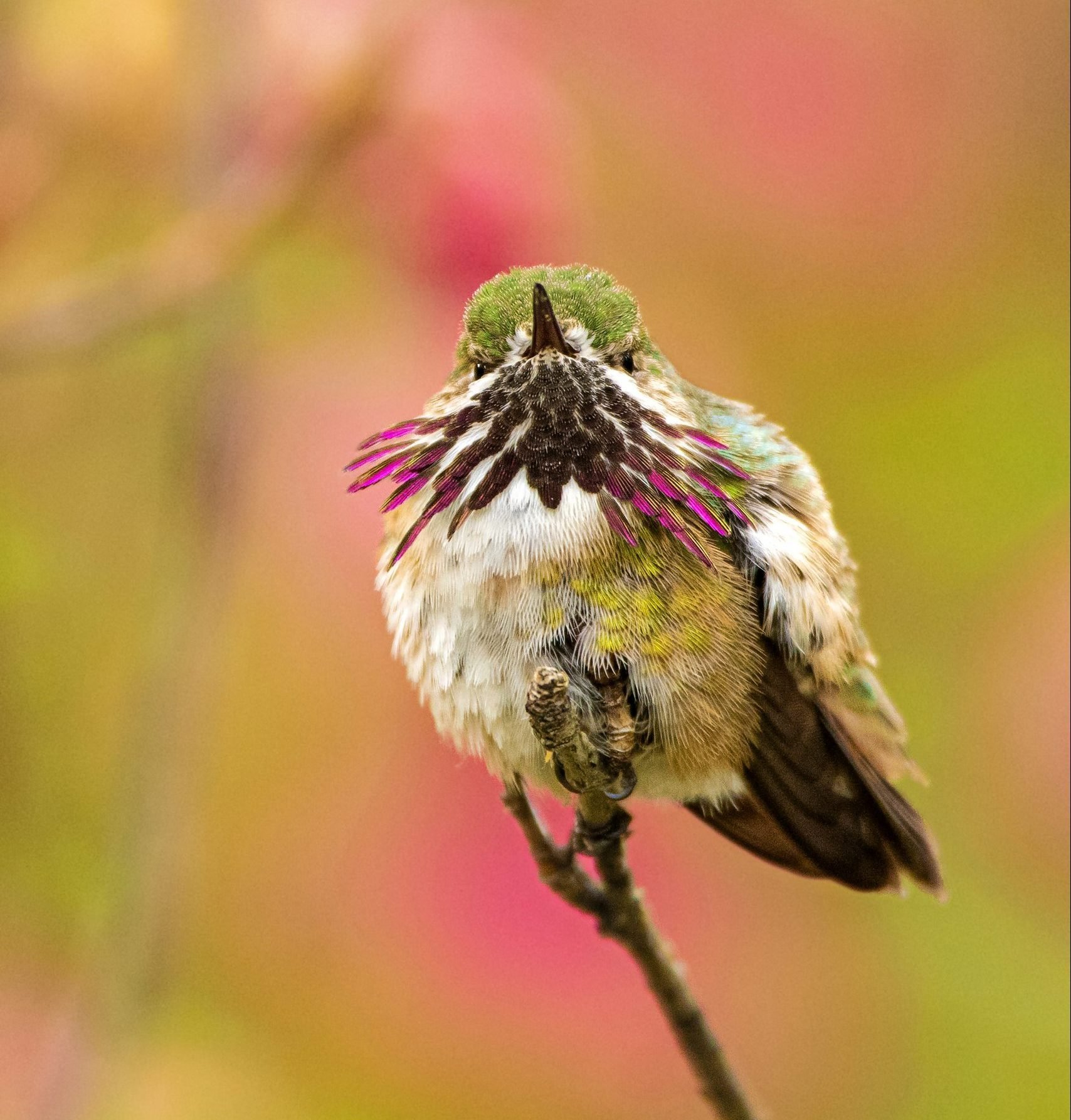 Meet the Calliope Hummingbird: Smallest Bird in the U.S.