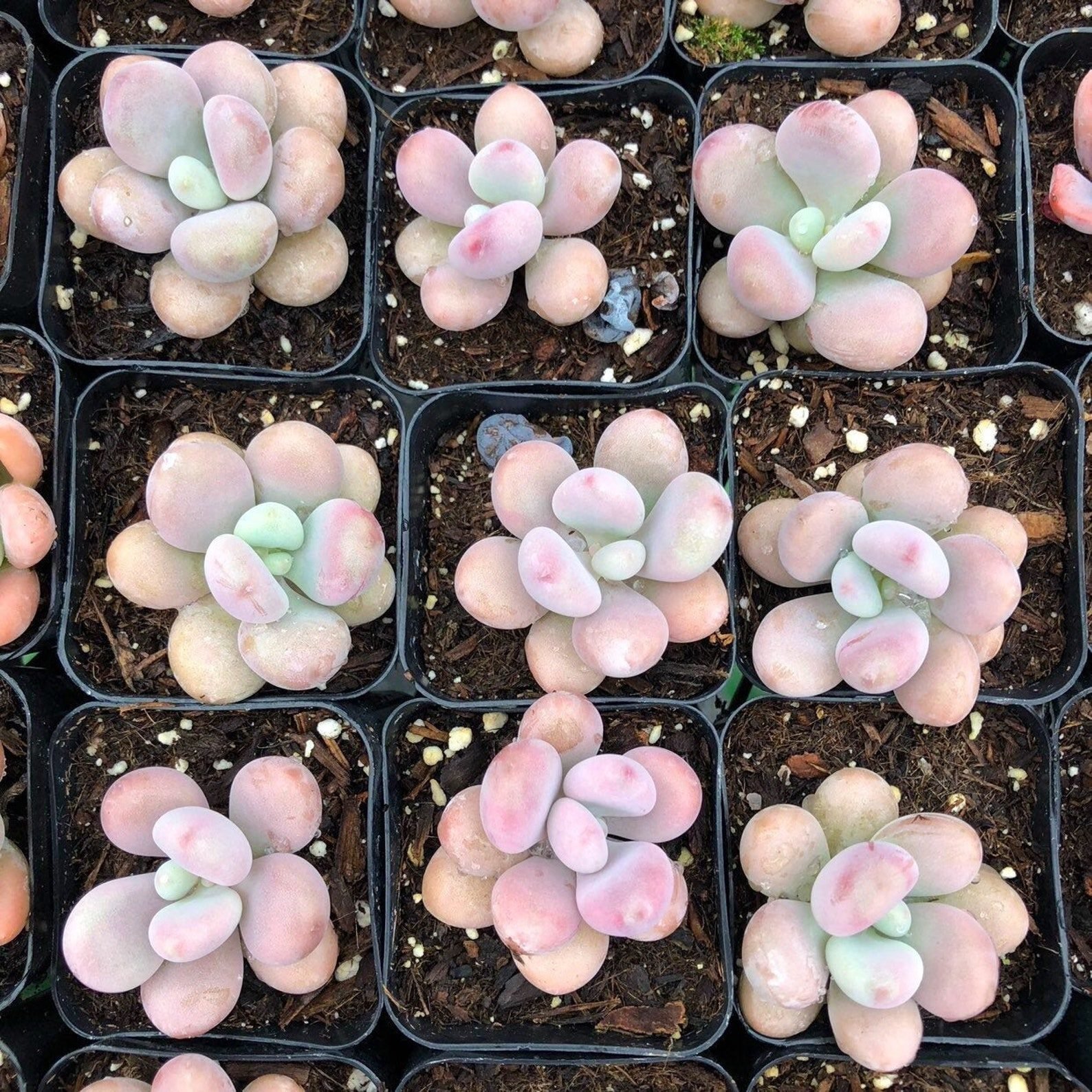 12 Perfectly Pink Succulents for Your Home