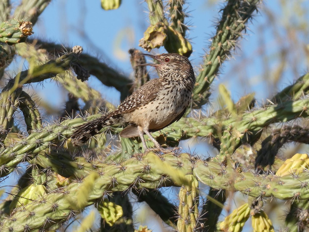 Head Southwest to See a Cactus Wren