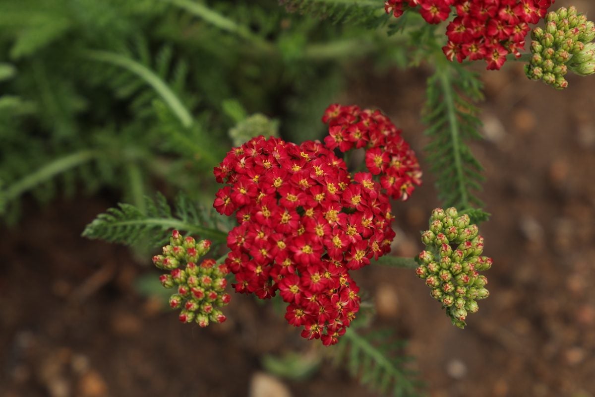 Yarrow Plant Care and Growing Tips