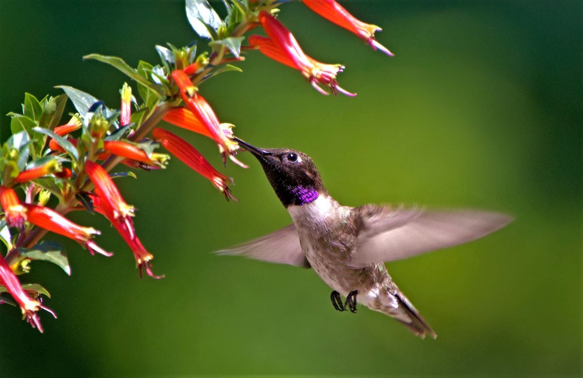 Hummingbirds Love Vermillionaire Firecracker Plant