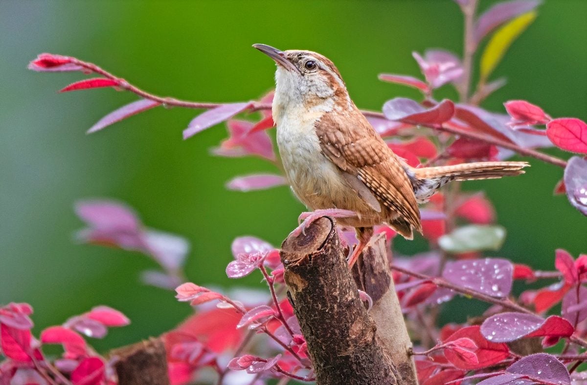 How to Identify and Attract a Carolina Wren