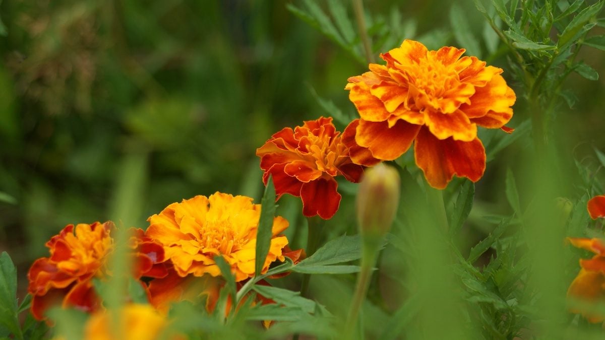 October Birth Flower Marigold Gift Guide