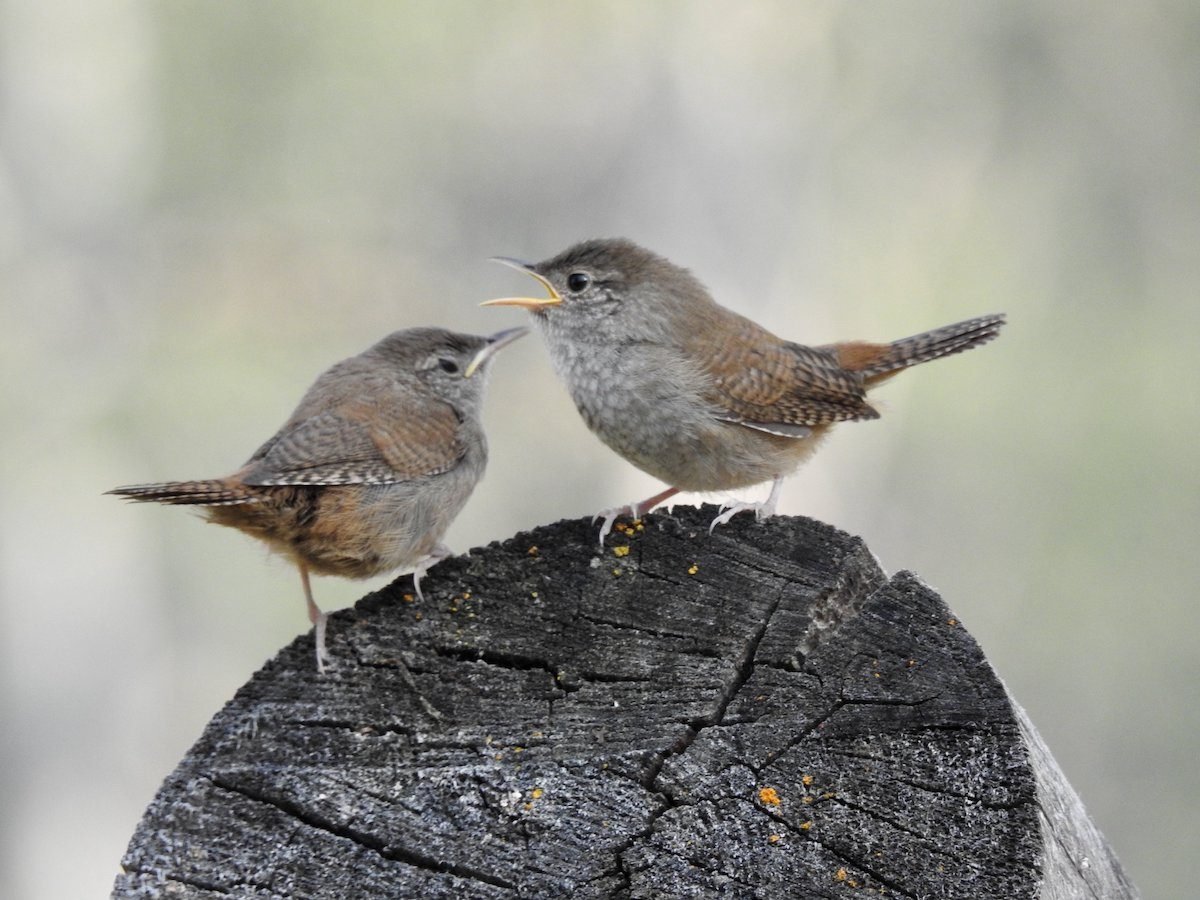 How to Attract and Identify a House Wren