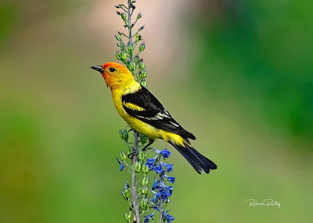 11 Colorful Western Tanager Pictures