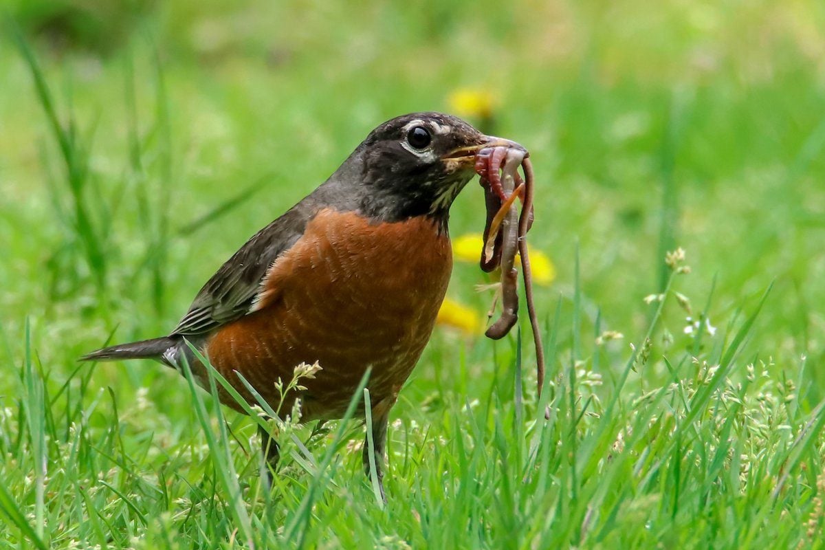 How Do American Robins Find Worms?