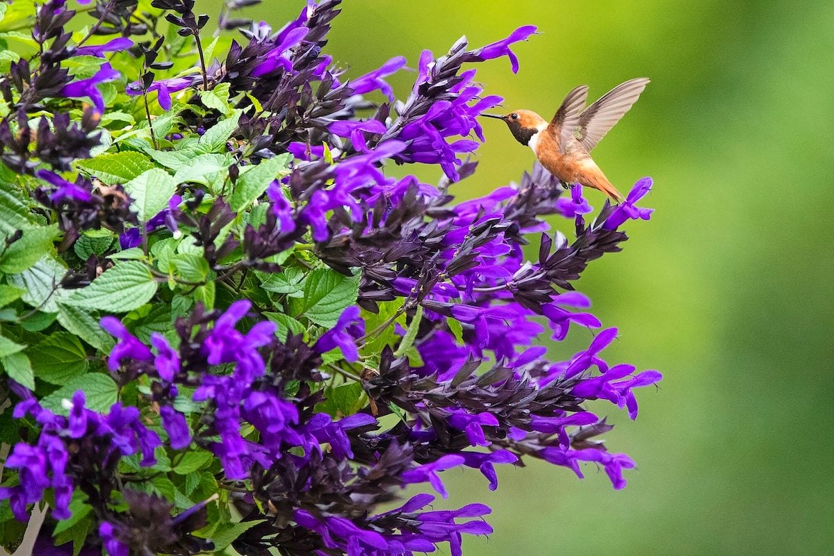 Top 10 Salvias to Grow for Hummingbirds