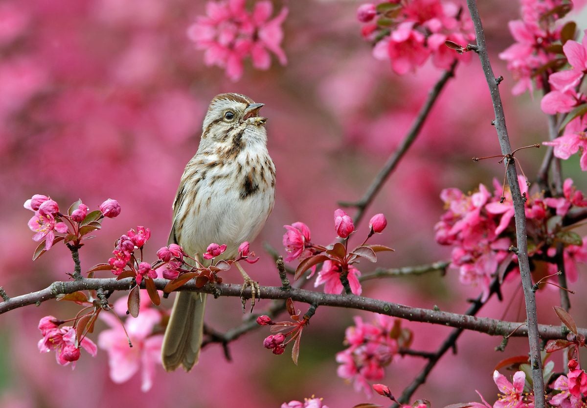 The Most Musical Songbirds in America