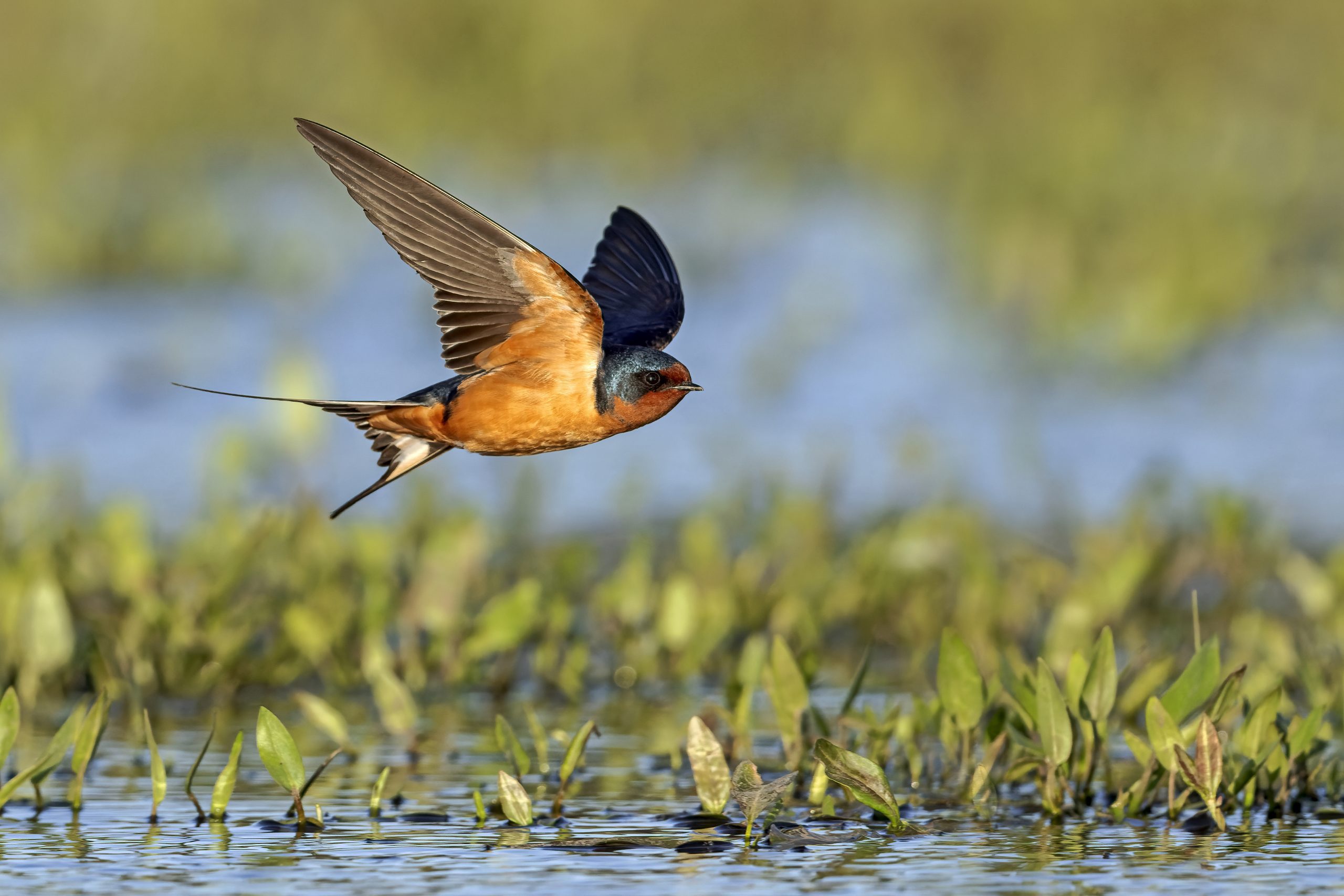 9 Fascinating Barn Swallow Facts