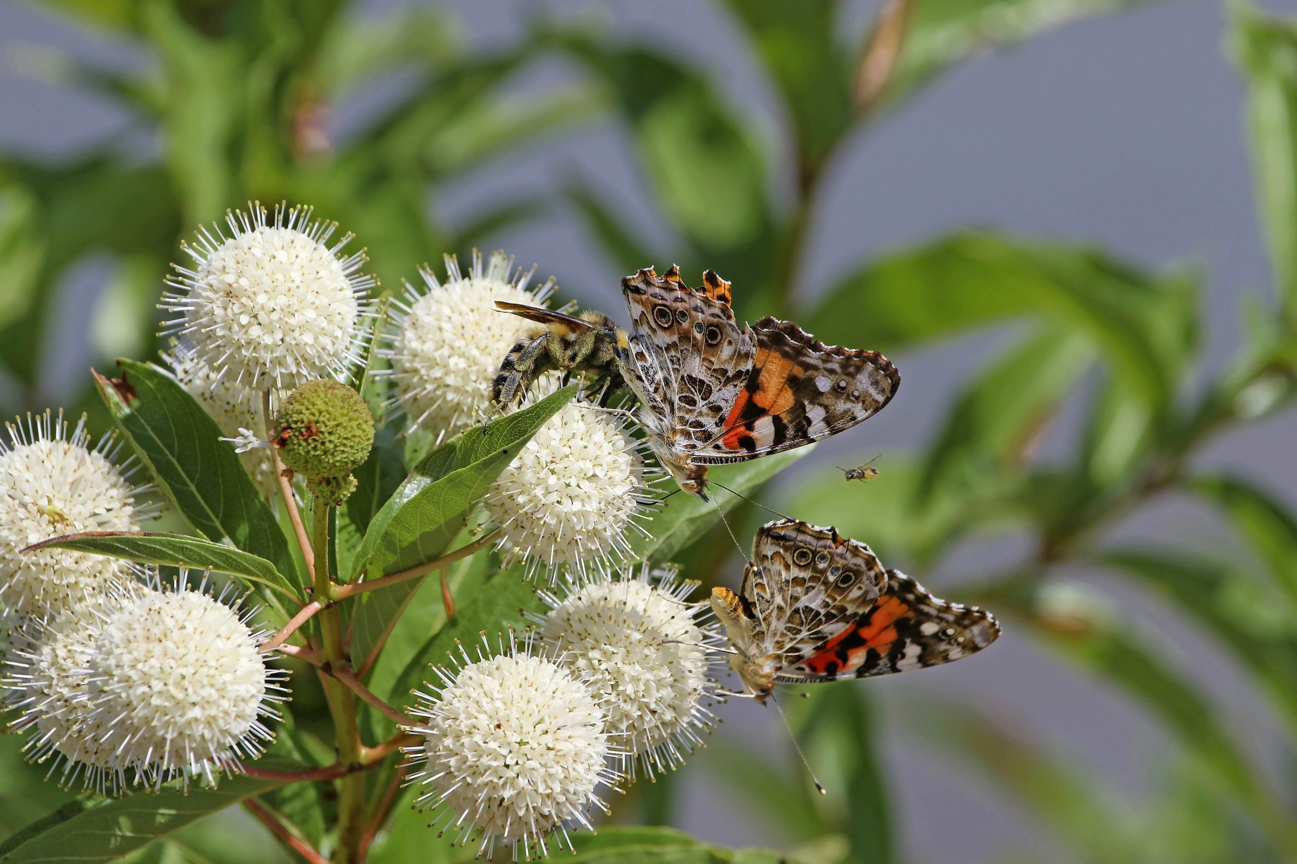 Grow Buttonbush to Attract Butterflies and Pollinators