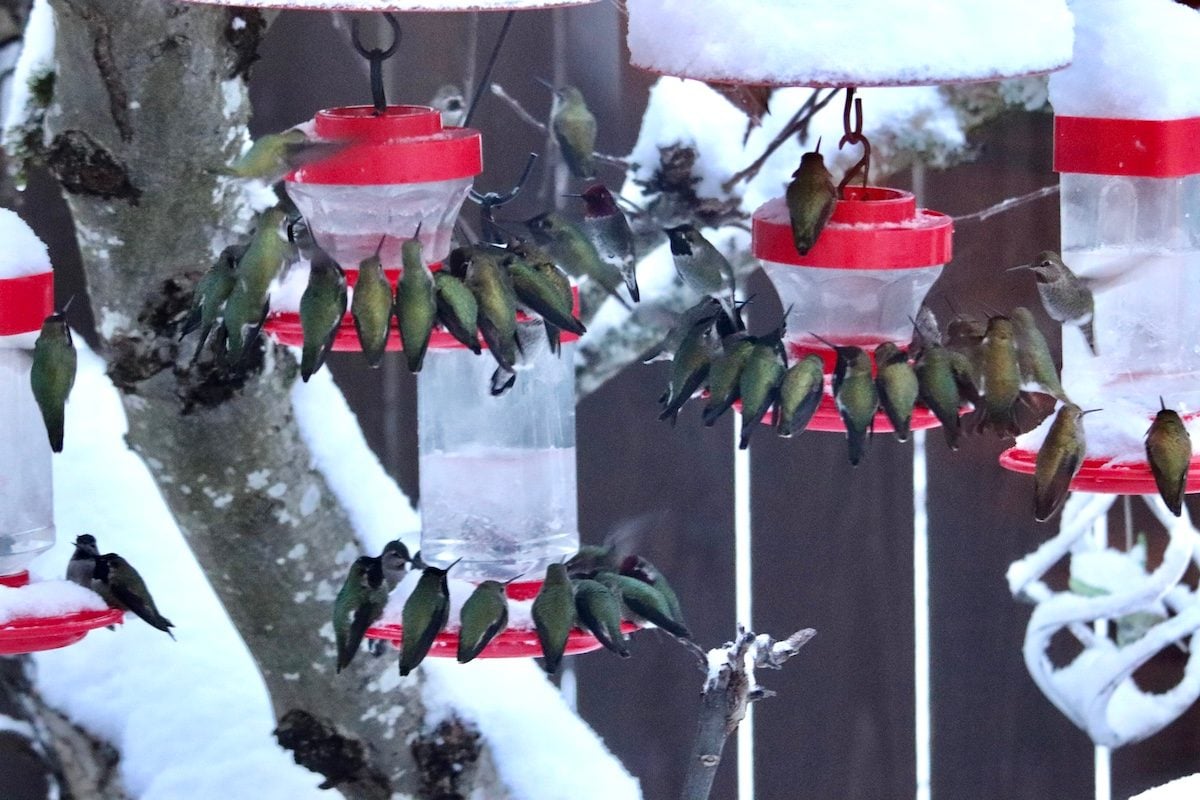 You Won't Believe How Many Hummingbirds Visited This Backyard