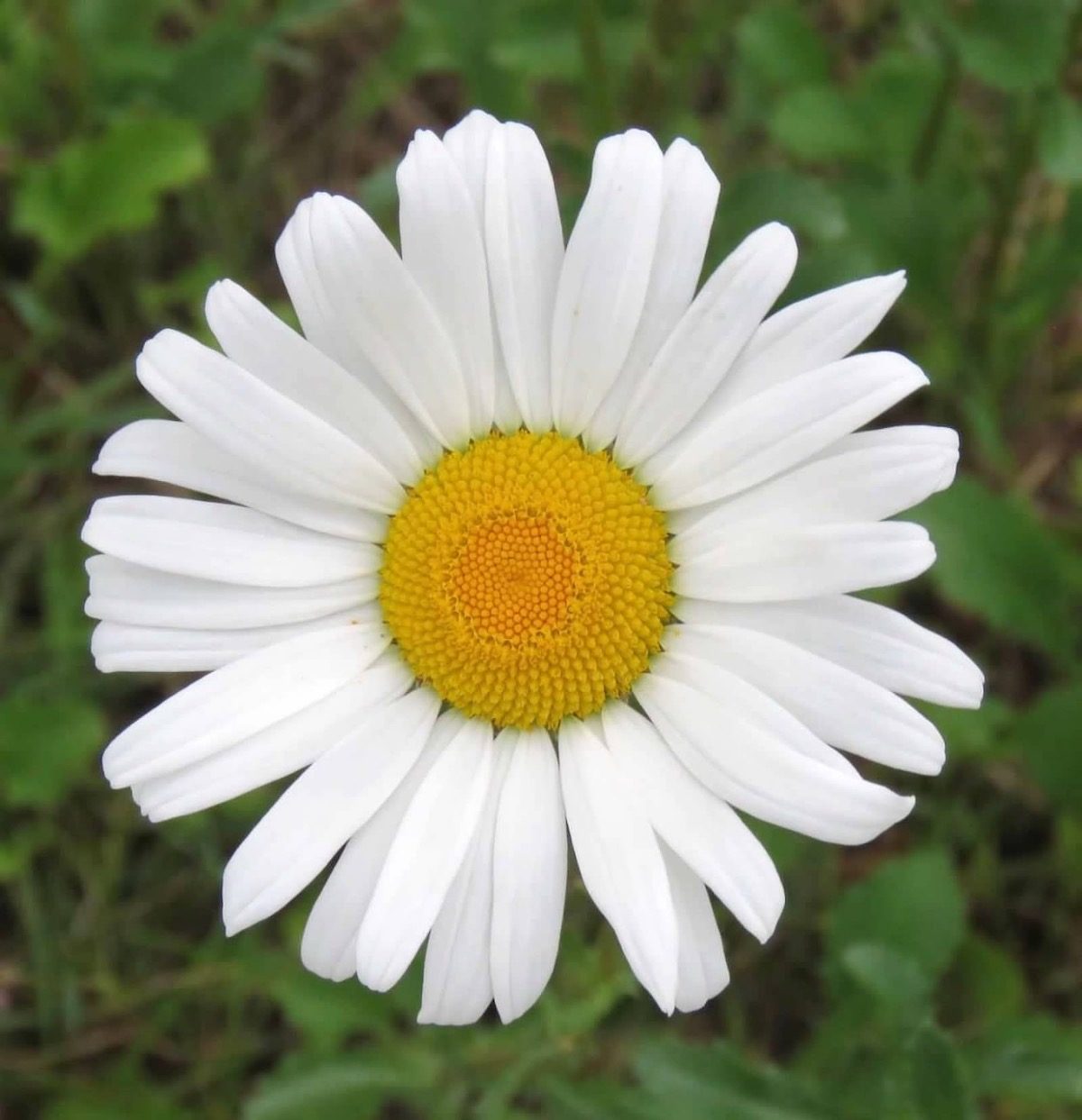 Shasta Daisy Plant Care and Growing Tips