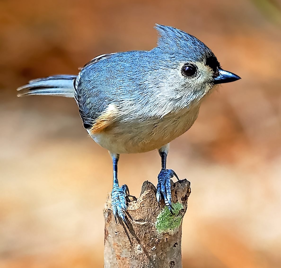 How to Identify and Attract a Tufted Titmouse