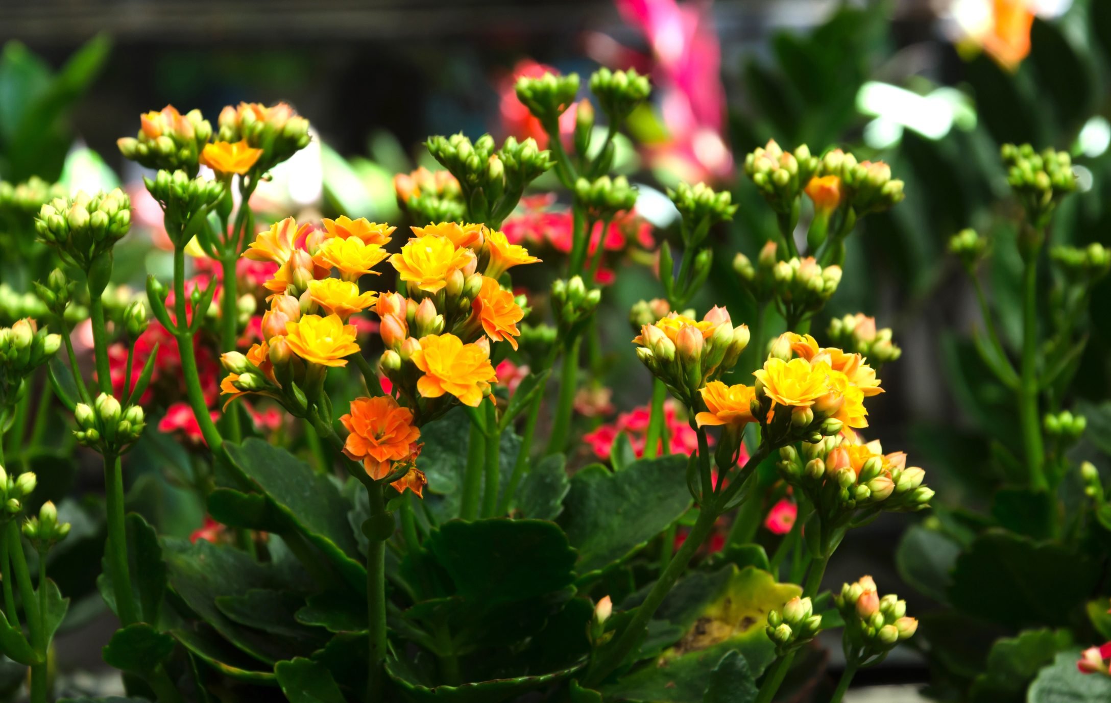 How to Grow and Care for Kalanchoe, Indoors and Outdoors