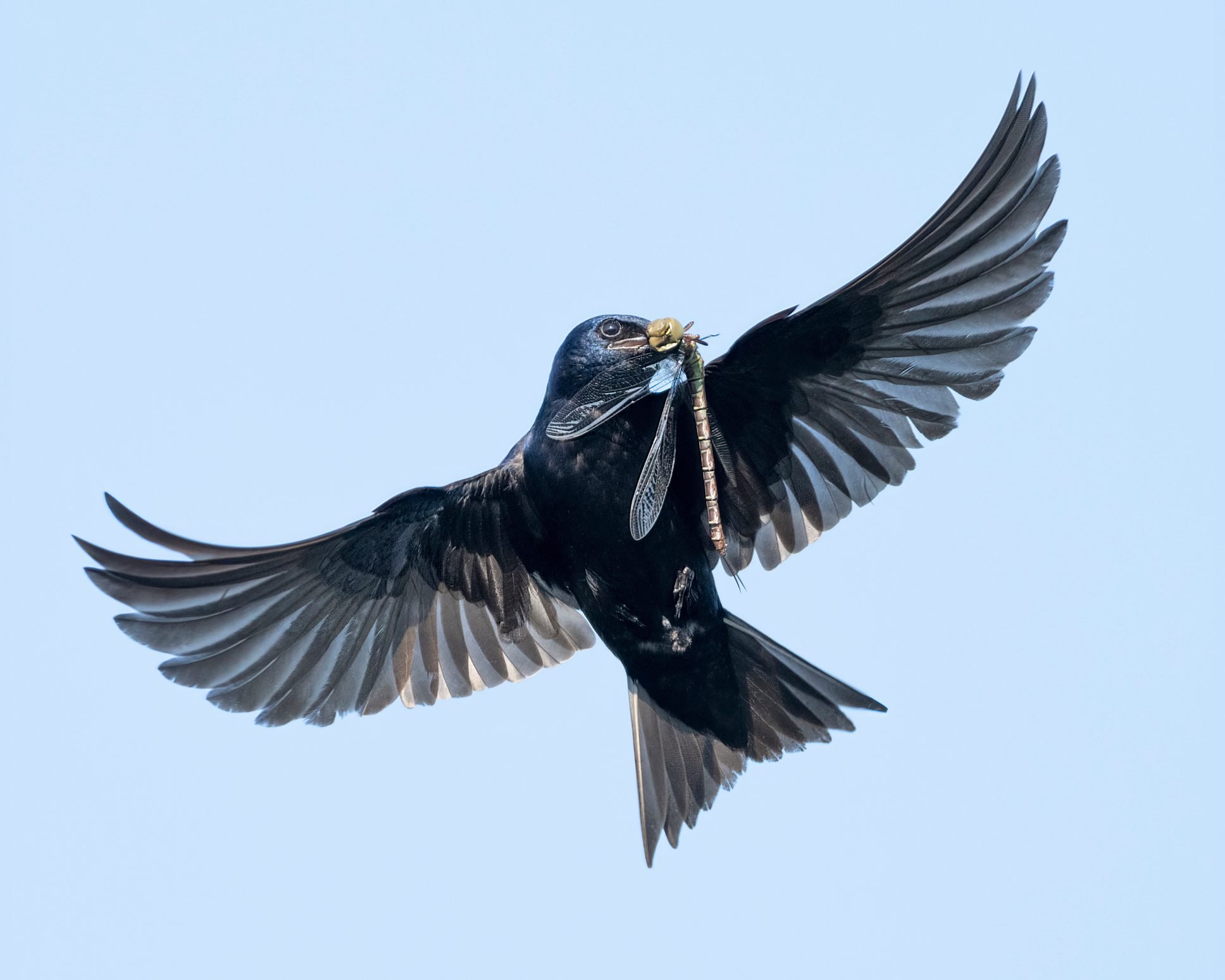 Do Purple Martins Eat Mosquitoes?