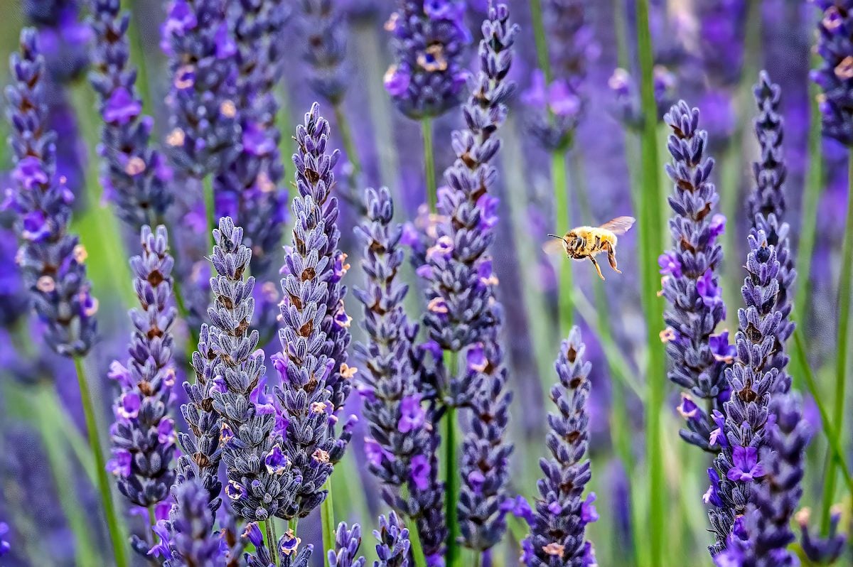 Growing Lavender: Pick the Right Plants for Your Garden