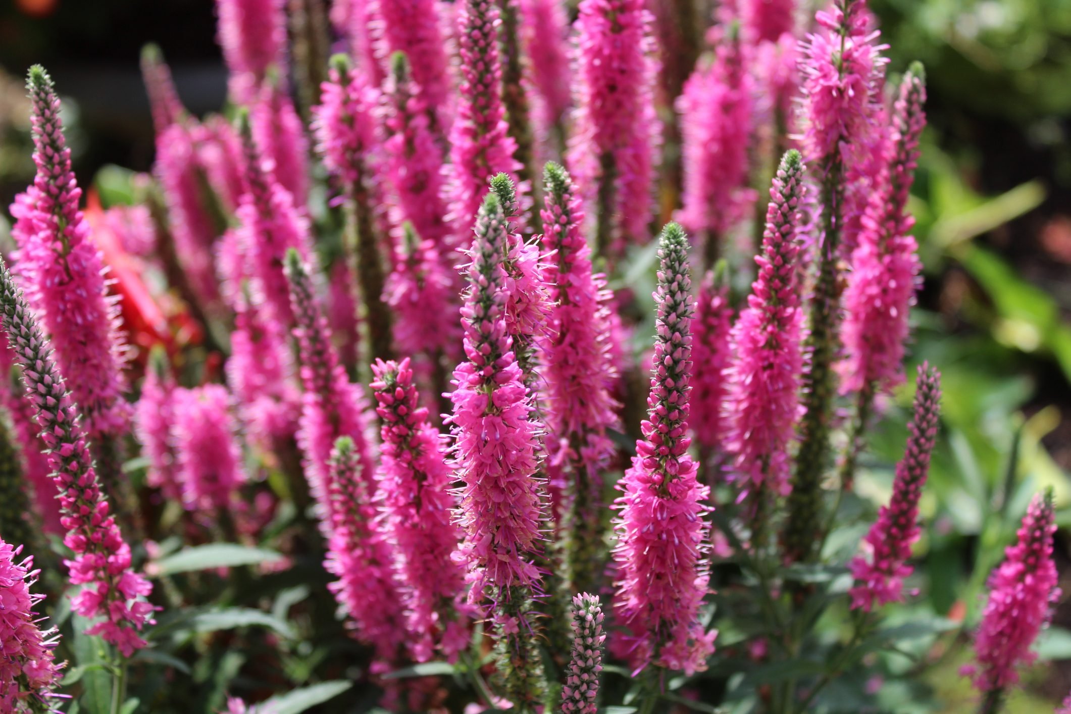 Top 10 Full Sun Perennials That Thrive in Sunshine Birds and Blooms