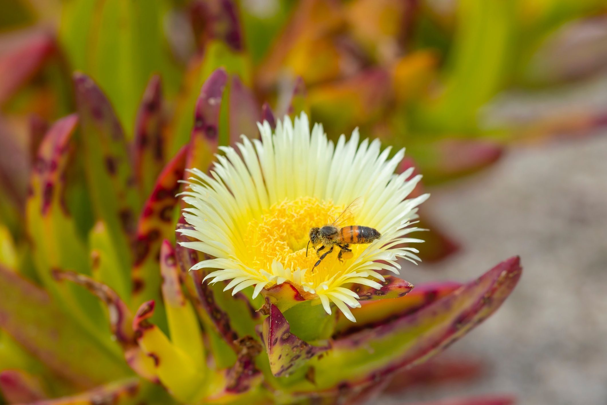 11 Succulents That Will Attract Pollinators
