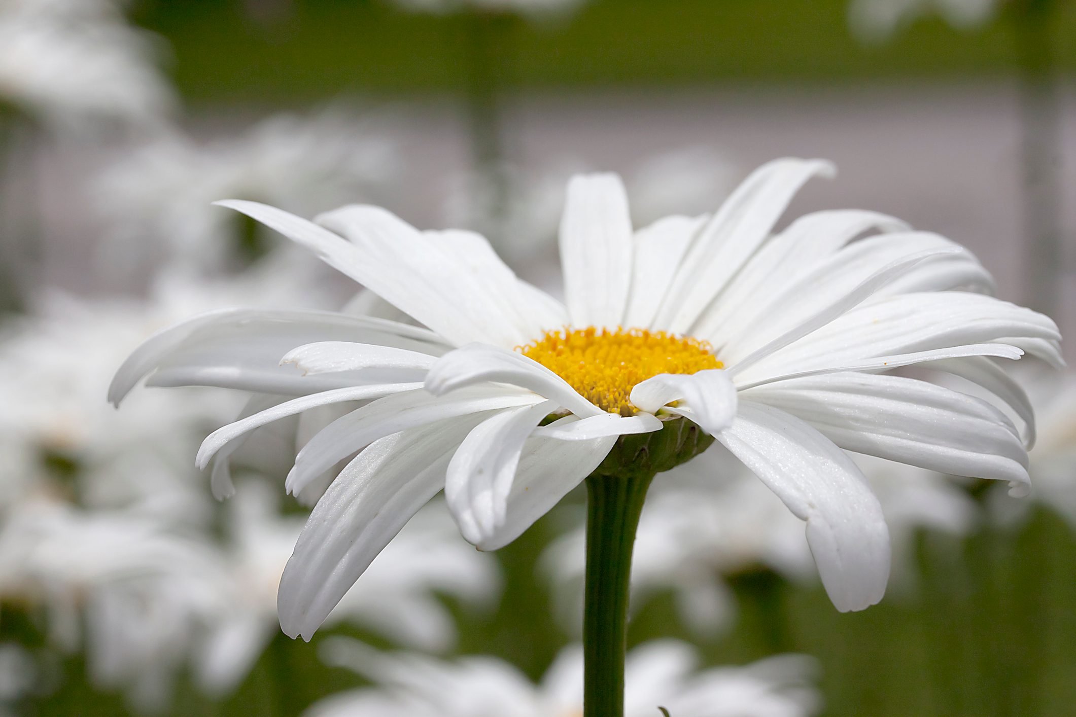 Shasta Daisies: Planting, Growing, and Caring for Daisy Flowers