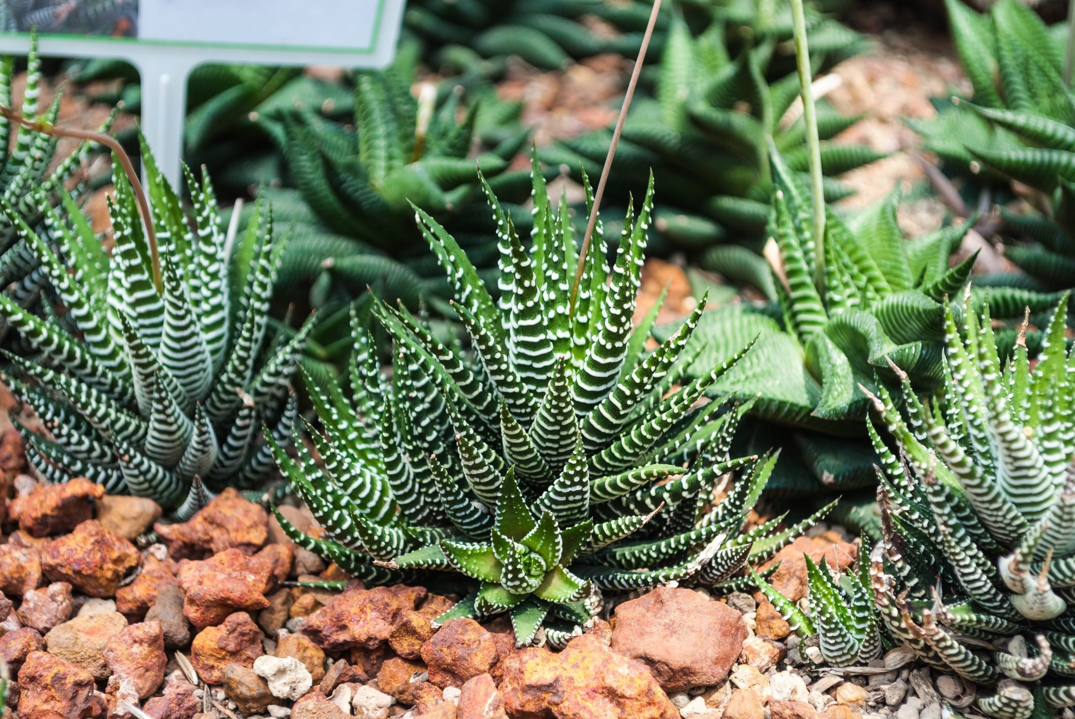 Add Haworthia, or Zebra Plant, to Your Succulent Collection