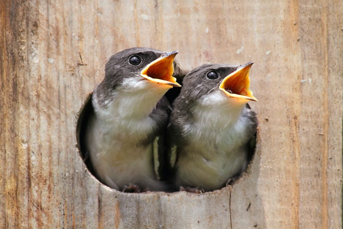 Swallows Nest Types and Nesting Habits