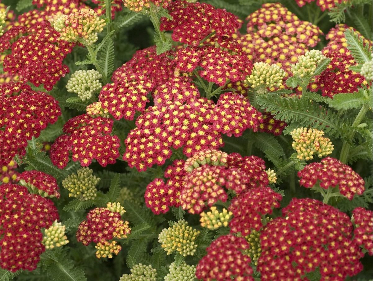 Top 10 Full Sun Perennials That Thrive in Sunshine - Birds and Blooms