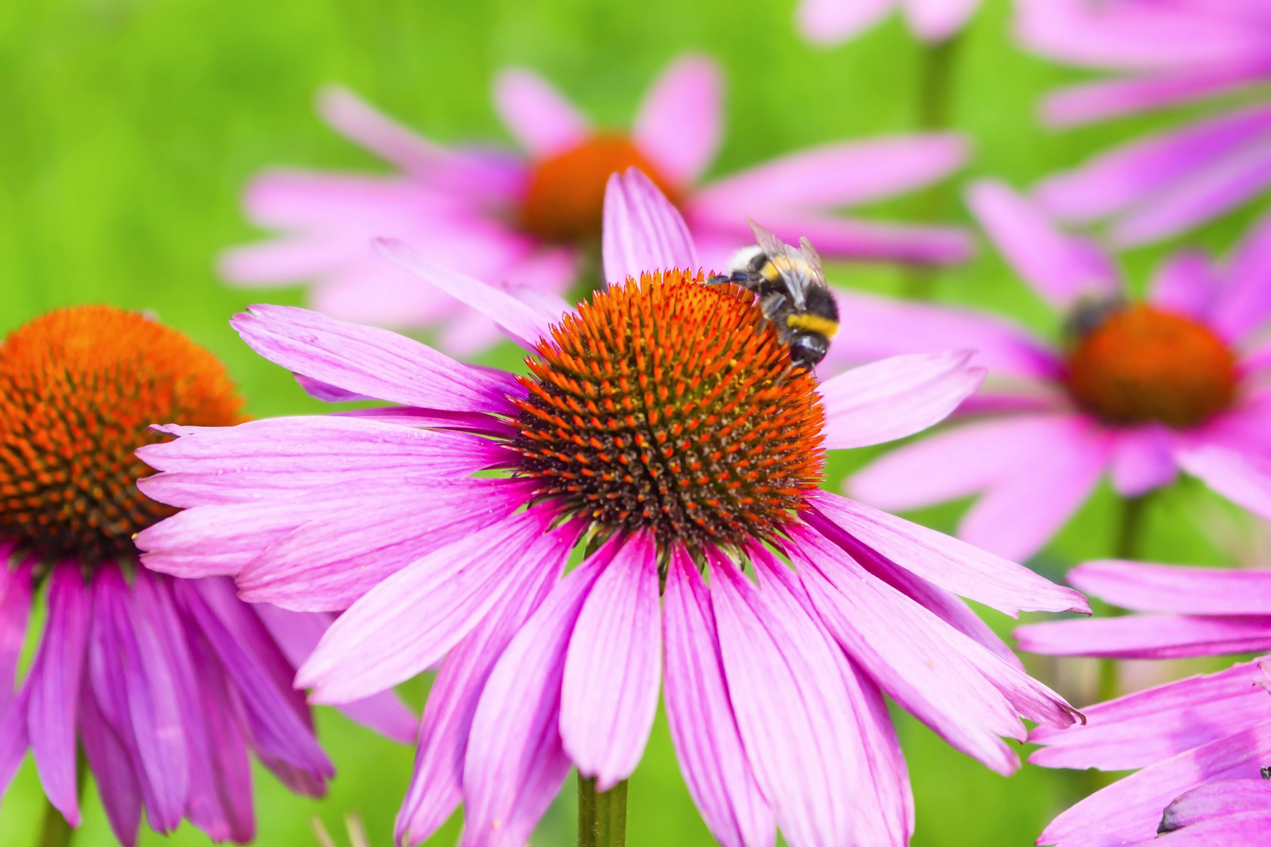 Coneflower 101: Care Tips, New Varieties and More
