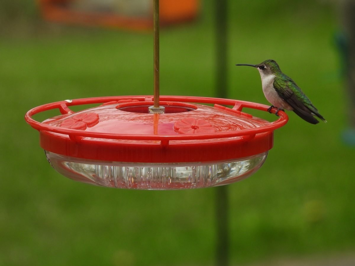 21 Hummingbird Feeders, Supplies and Accessories