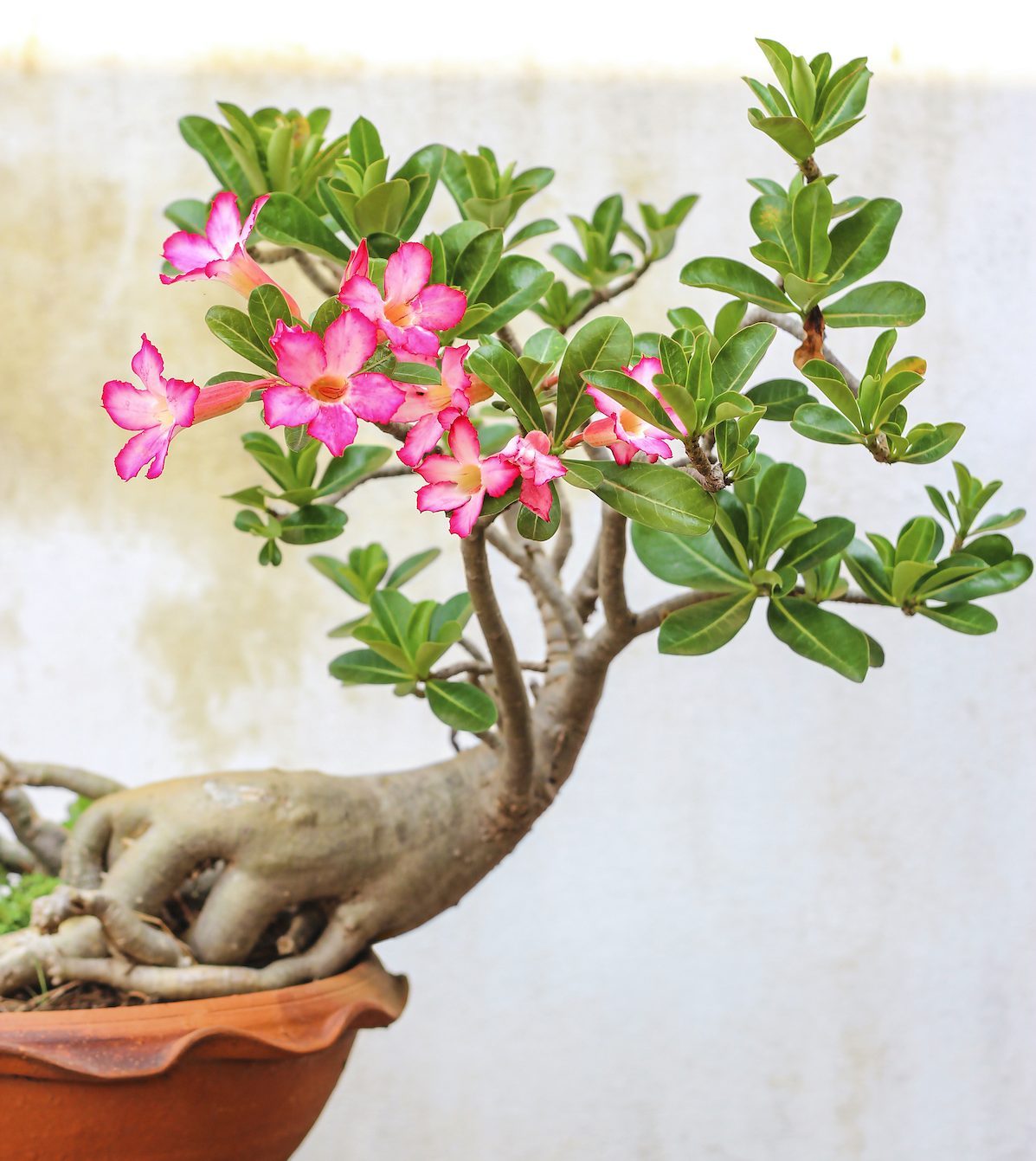 How to Grow a Desert Rose Plant Birds and Blooms