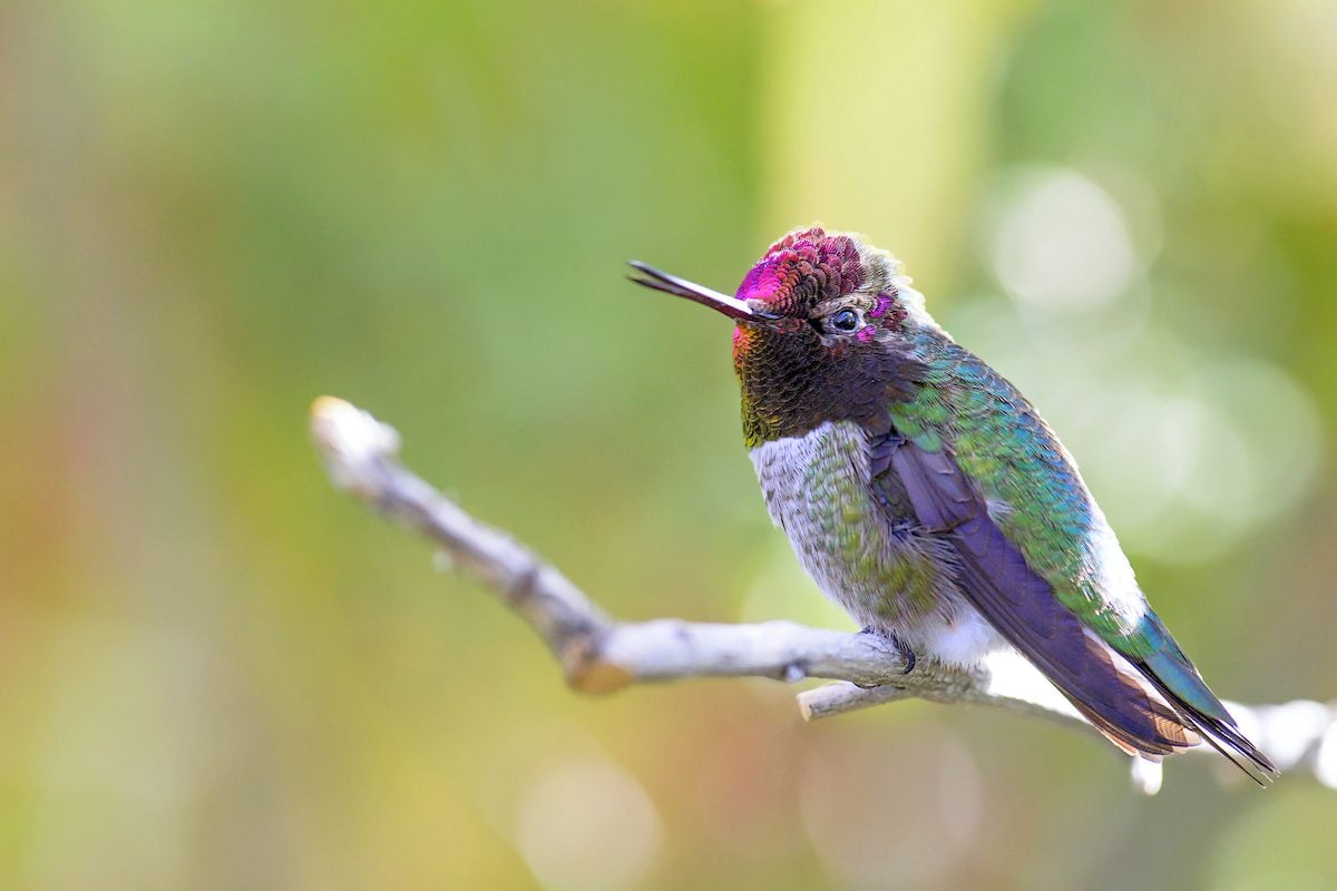 Hummingbird Sounds: Do Hummingbirds Sing?
