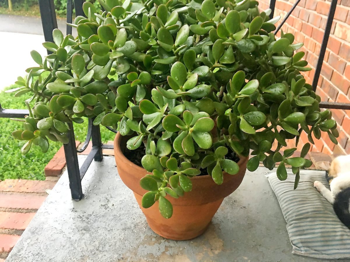 Does Your Jade Plant Need Repotting?