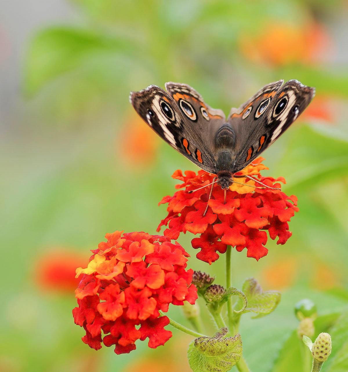 Lantana Flower Brings Easy Color to Beds and Containers