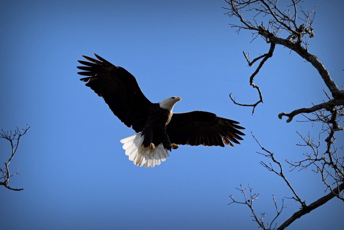 20 Stunning and Inspiring Bald Eagle Pictures