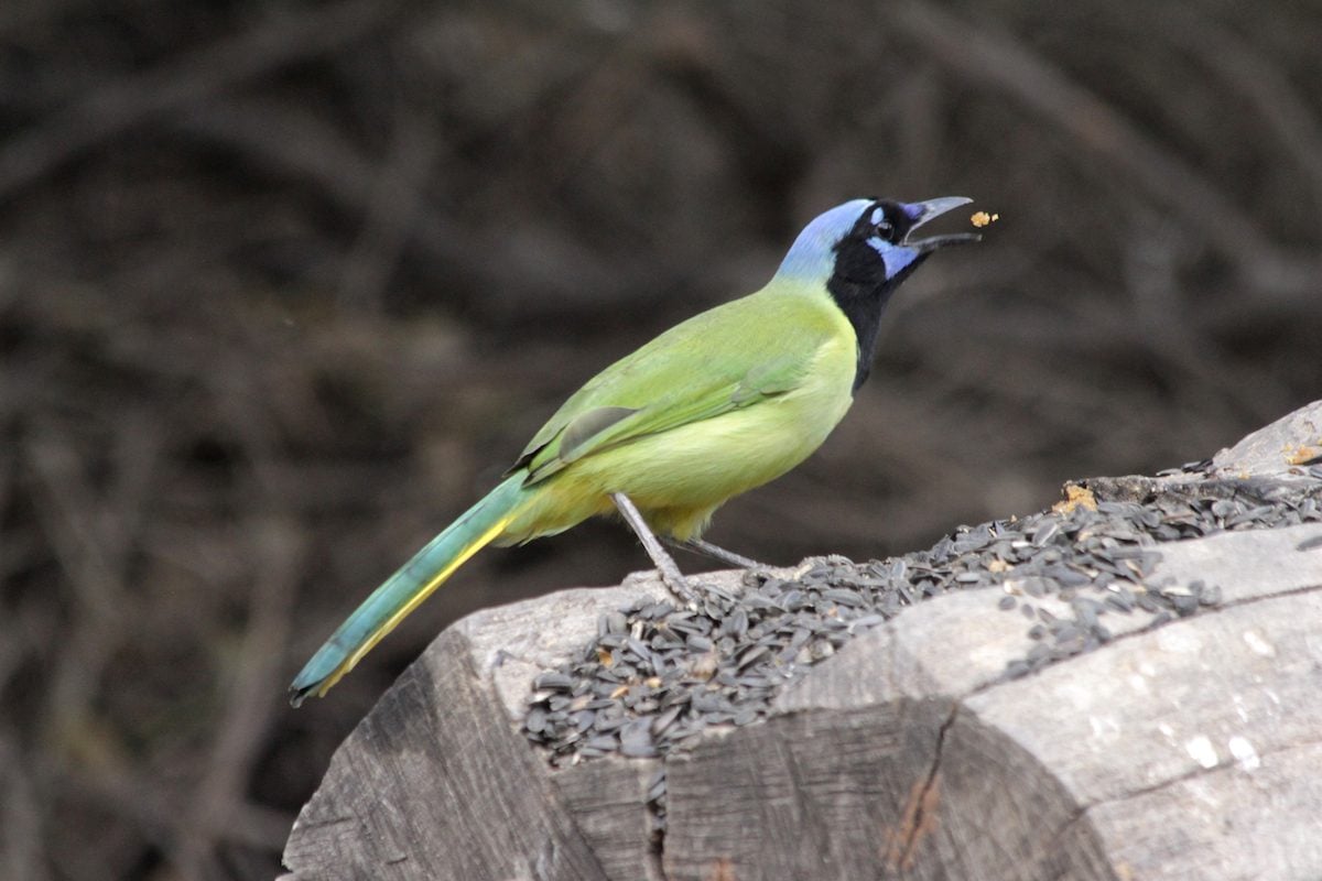 11 Gorgeous Green Birds That You Might See