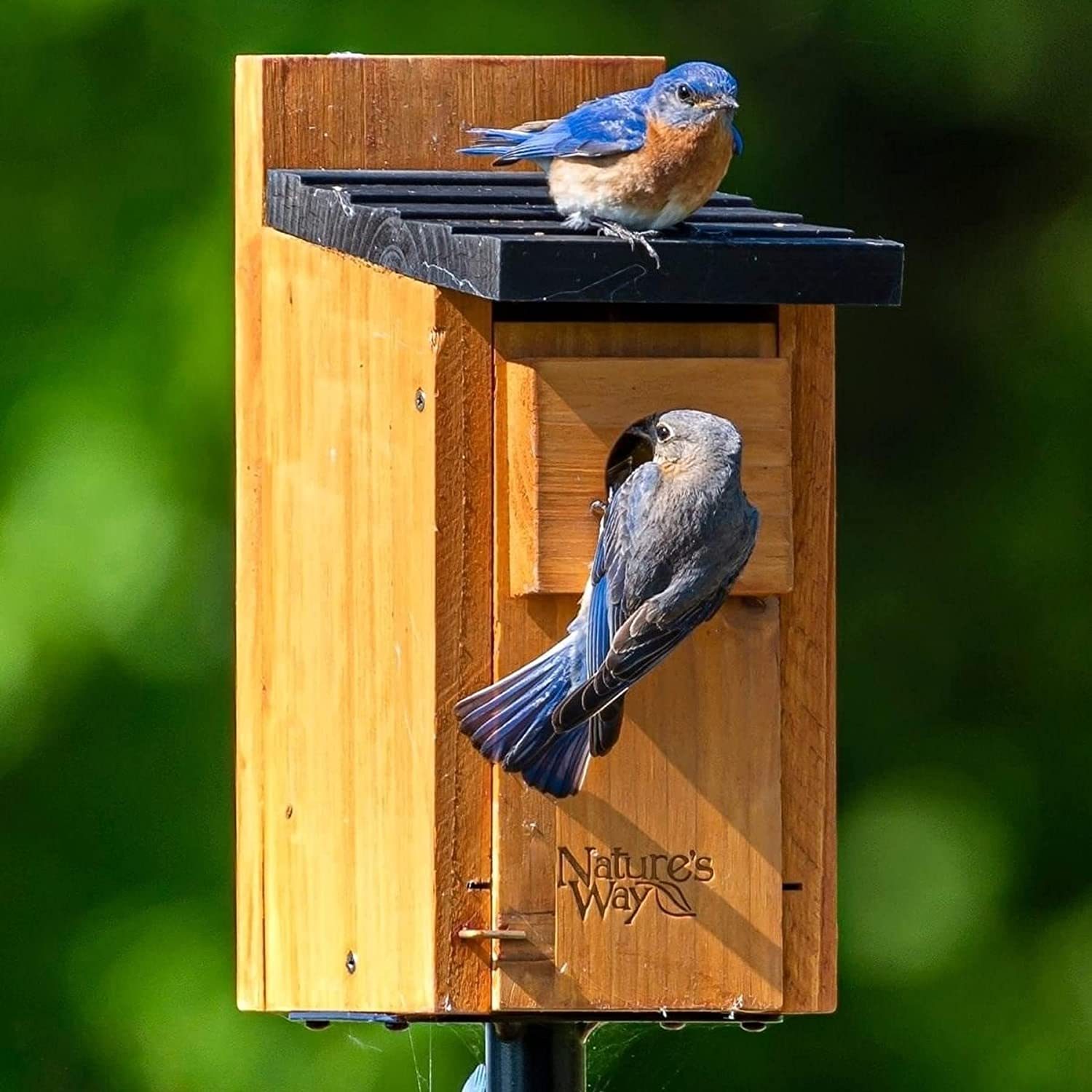 8 Wooden Bird Houses Your Birds Will Love to Call Home
