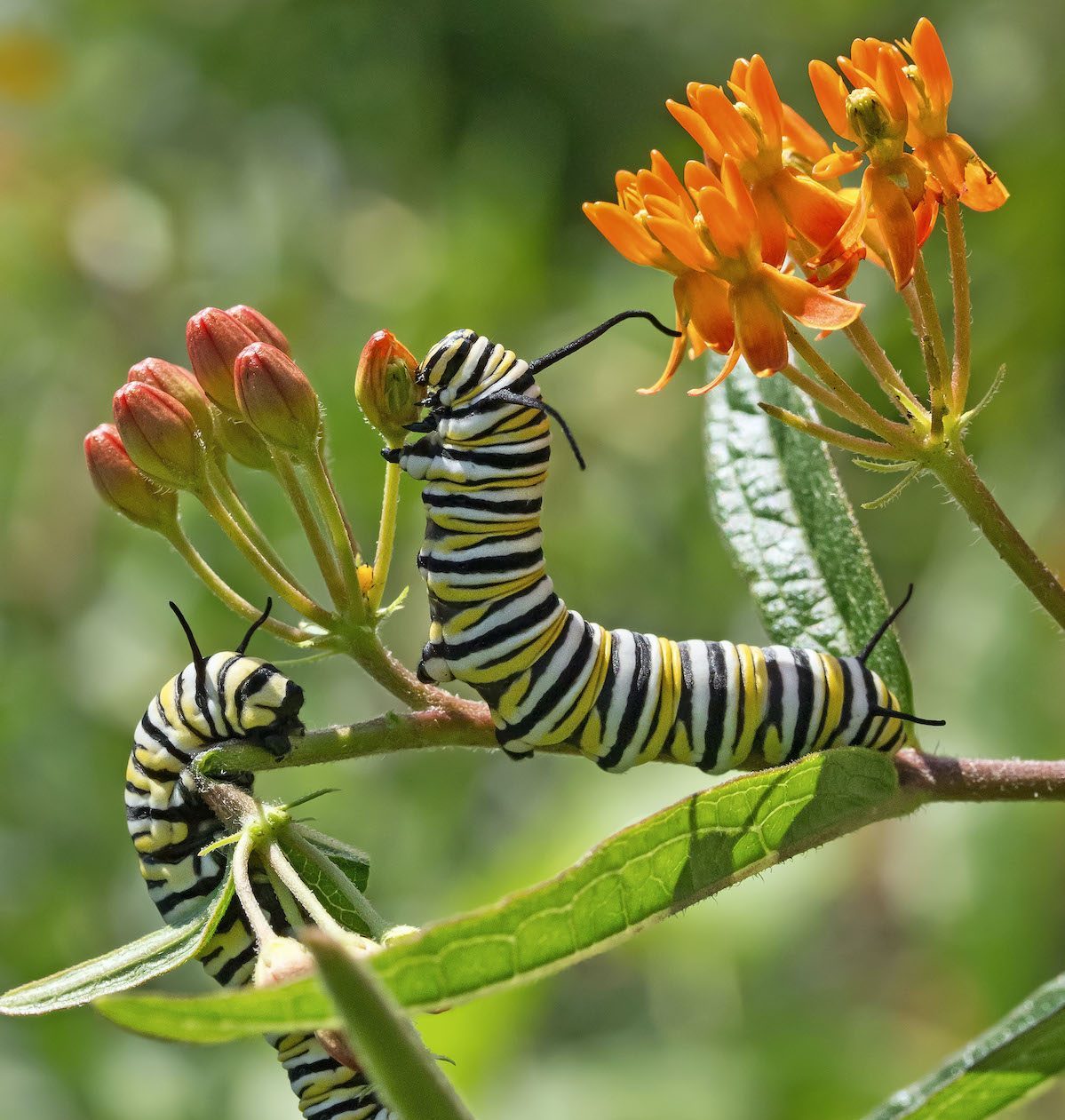 Monarch Rearing Kit