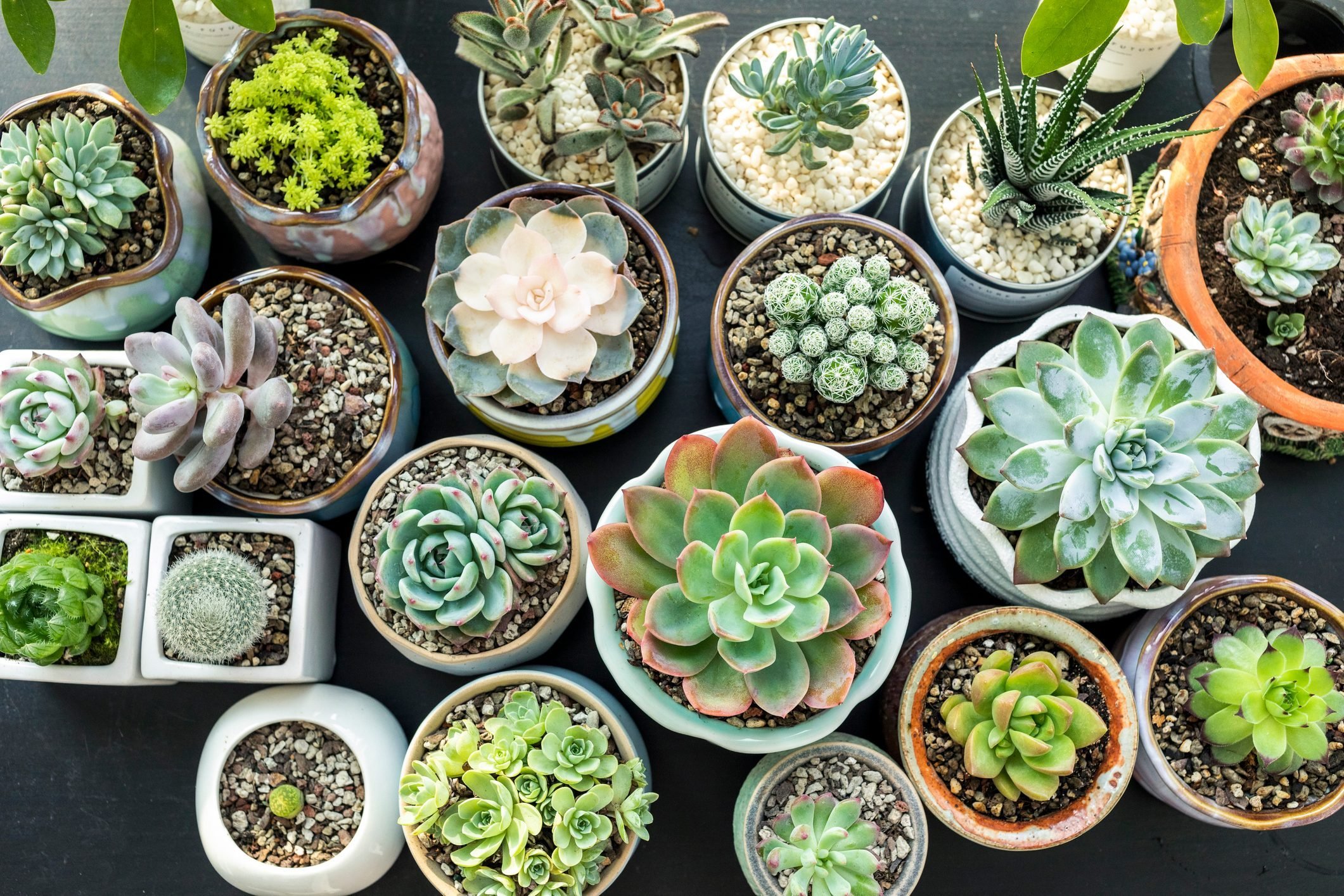 How to Take Care of Succulents, Inside or Outdoors