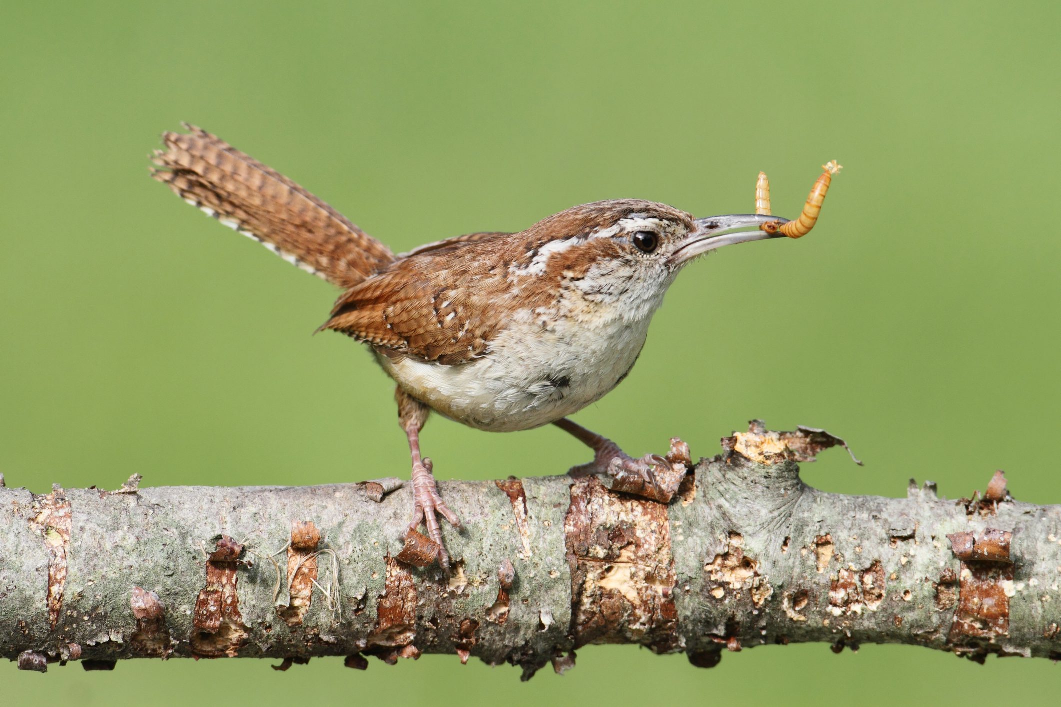 Your Guide to Feeding Mealworms to Birds Birds and Blooms