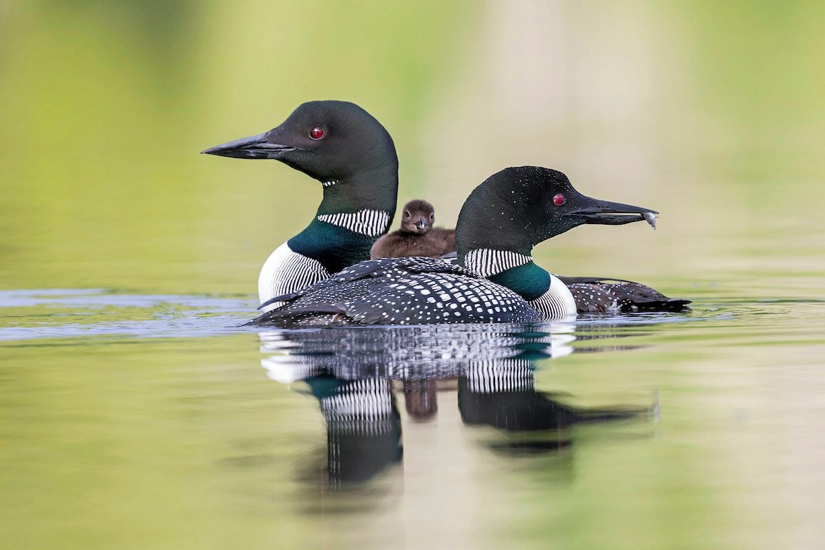 6 Amazing Facts About Common Loons