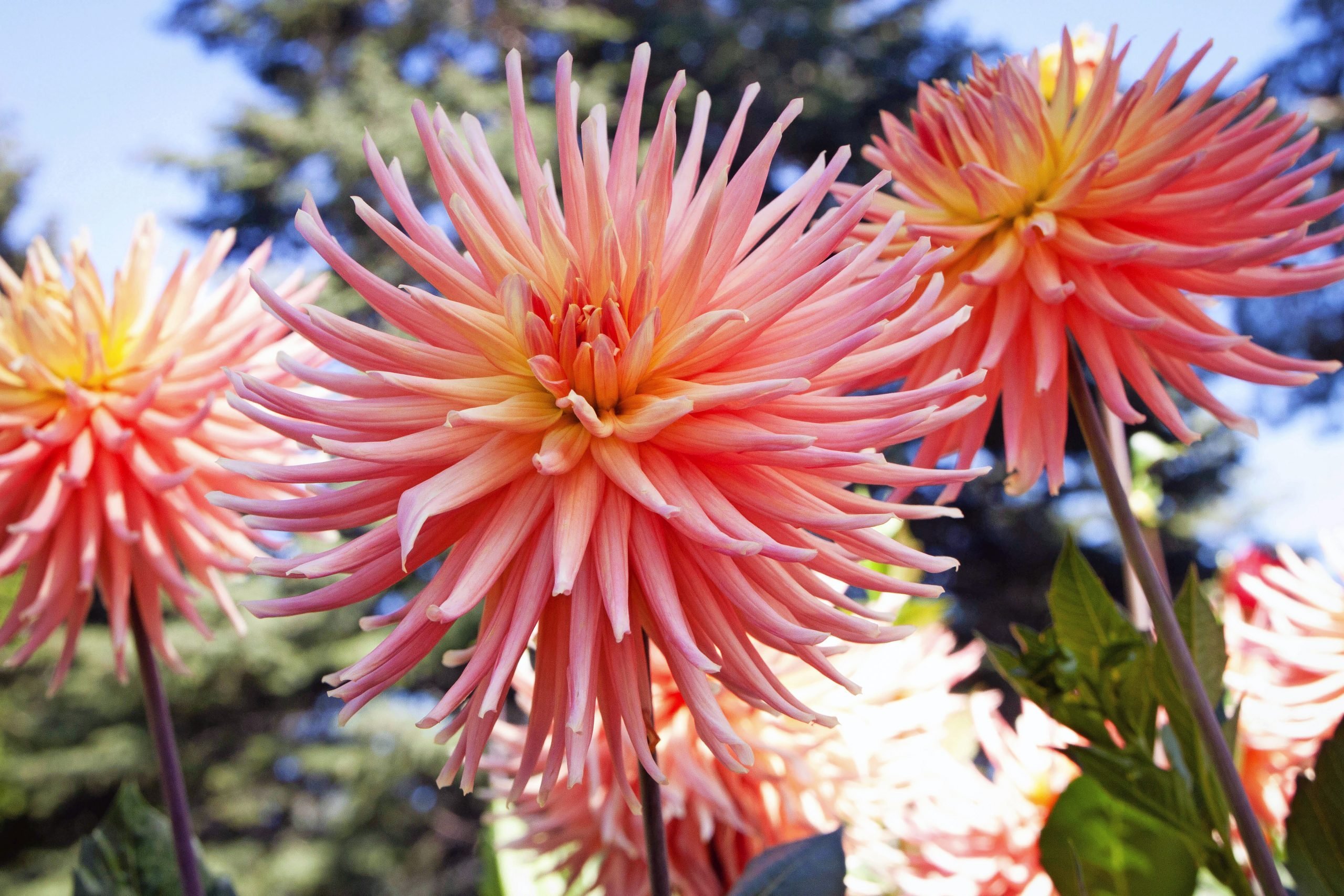 Top 10 Brand-New Types of Dahlias for 2022