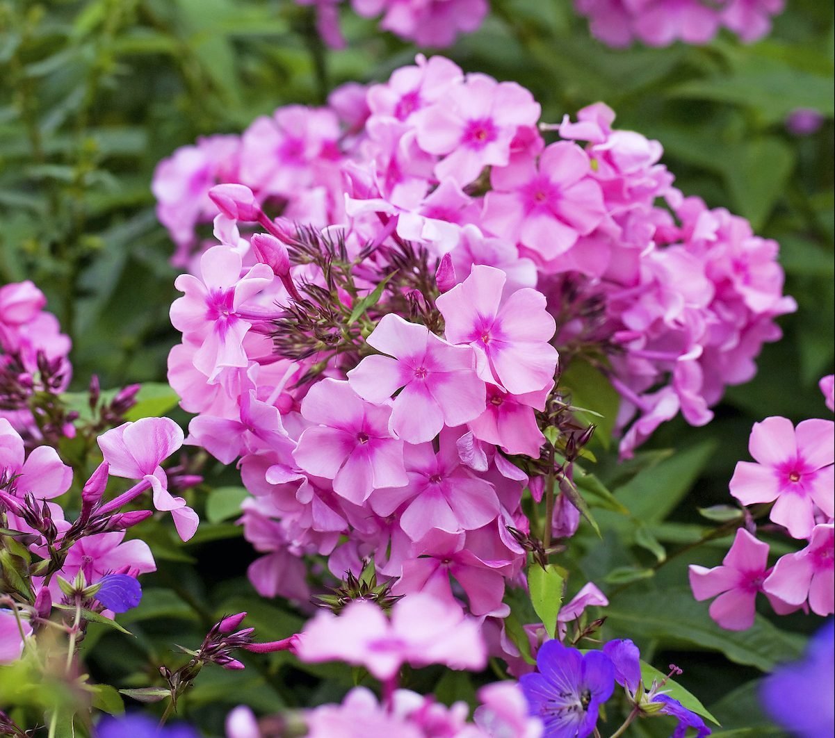 Grow Garden Phlox for Jumbles of Fragrant Blooms