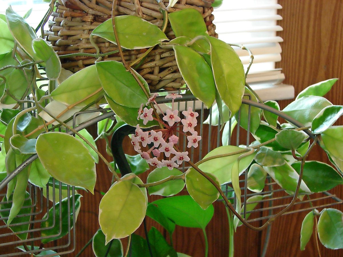 Hoya Plant Care Tips from a Garden Expert - Birds and Blooms